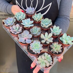 Suculentas Mini