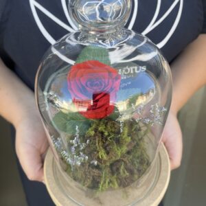 Rosa Preservada