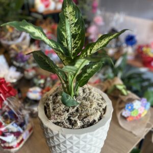 Comigo ninguém Pode