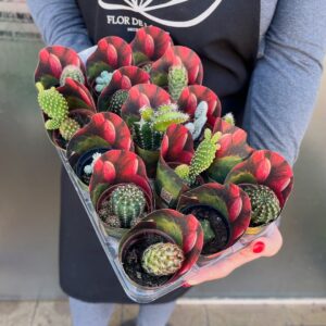 Cacto Mini