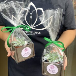 Suculentas e Cactos no cachepô