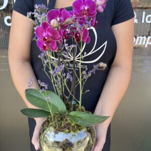 Orquídea Baby no aquário