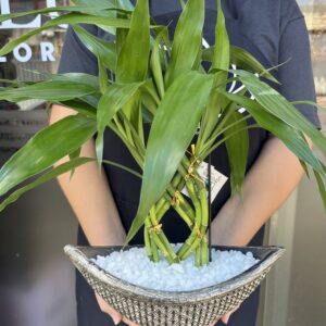 Bambu da Sorte na Barca