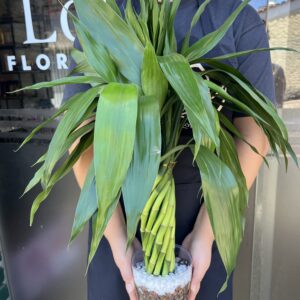 Bambu da Sorte torcido