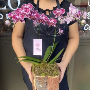 Orquídeas no cachepô de madeira