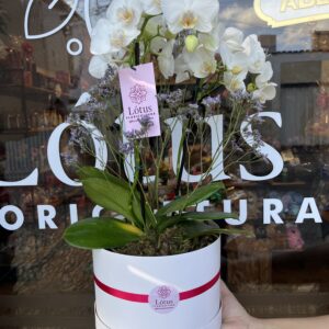 Orquídea Baby na box