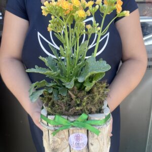 Kalandivas no Cachepô