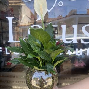 Lírio da Paz no aquário