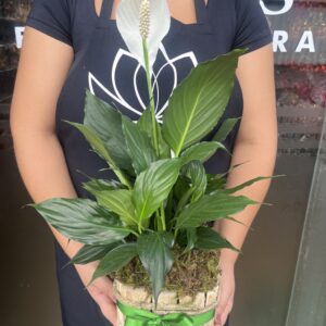 Lírio da Paz no Cachepô de Madeira