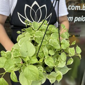 Peperomia