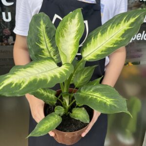 Comigo Ninguém Pode