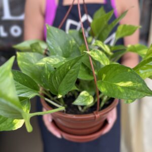 Jibóia Planta