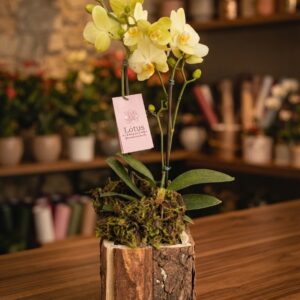 Orquídeas no cachepô de madeira