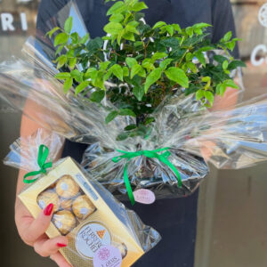 Bonsai com Ferrero