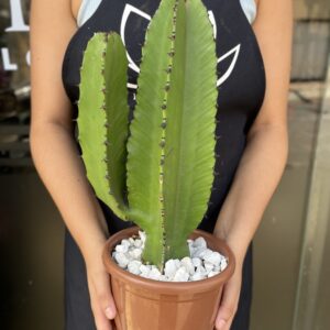 Mandacaru