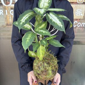 Kokedama de Comigo Ninguém Pode