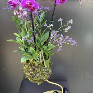 Kokedama de Orquídeas