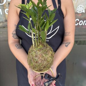 Kokedama de Zamiocuca