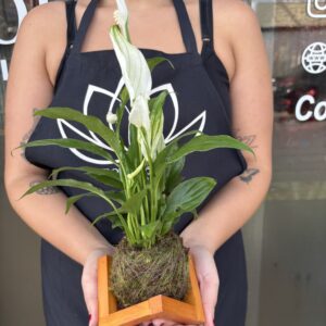 Kokedama de Lírio da Paz