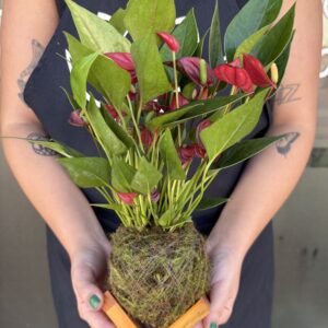 Kokedama de Mini Antúrio