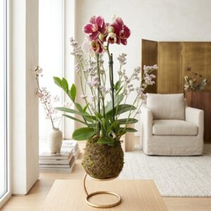 Kokedama de Orquídeas