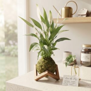 Kokedama de Lírio da Paz