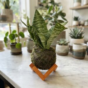 Kokedama Espadinha